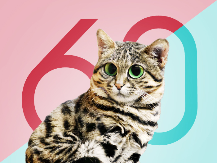 60 интересных фактов о кошках