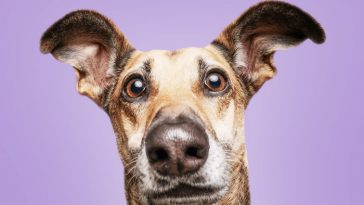 9 вещей, которые сокращают жизнь собаки