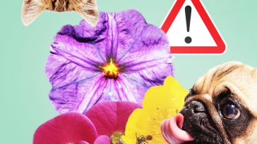 25 самых опасных растений для домашних животных