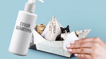 3 способа купания кота без воды